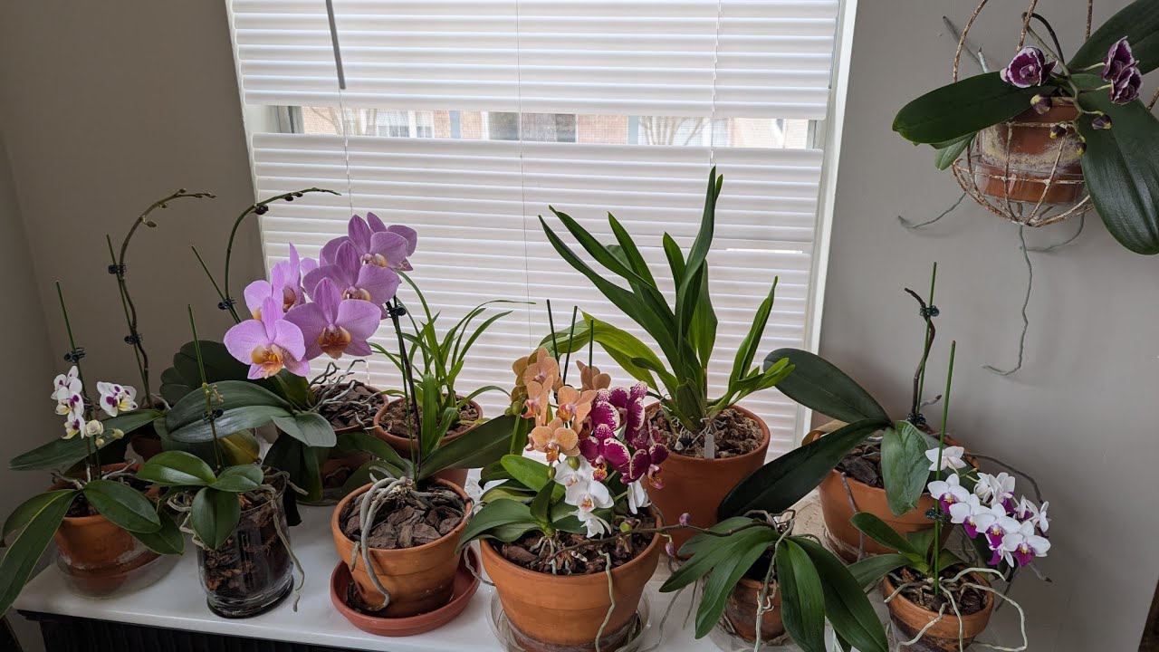 Blooming orchid collection Feb 2026