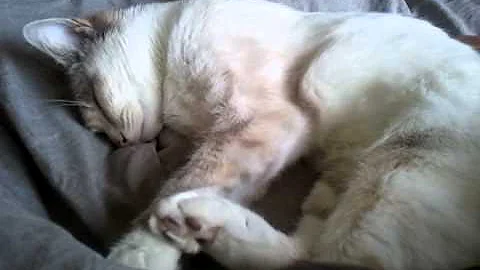 Video 631301: bengal maine coon kitten, maine coon cross kittens, maine coon kitten sleeping, cute maine coon kitten