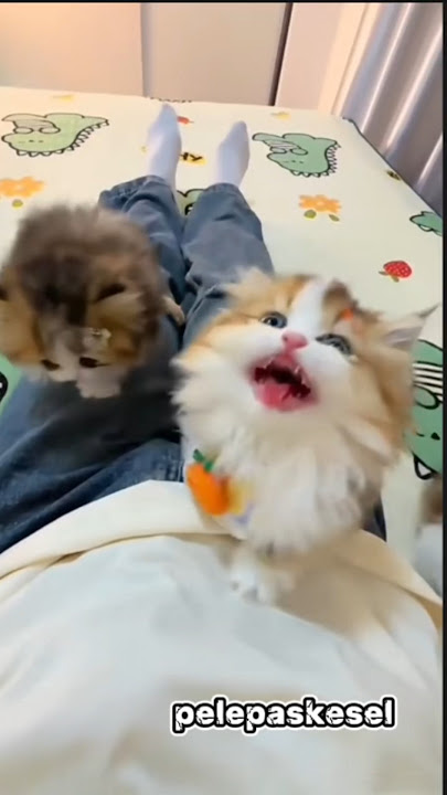 anak kucing meong meongggg 鉂ゐ煒金煒解潳#kitten #kittenlove #kittenlife #kittens #kittenstory