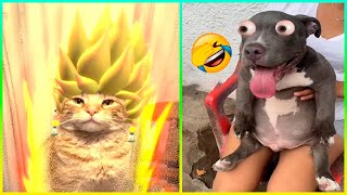 Videos Divertidos De Perros 2023   Los Mejores Videos De Animales Del Mes