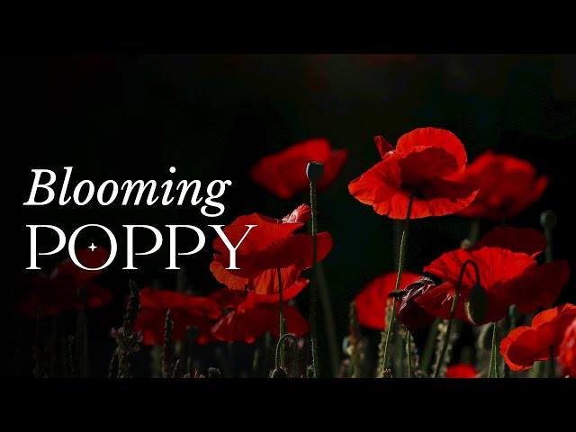 TIME LAPSE Poppy Flower Blooming class=