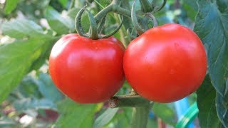 видео Внесение удобрений для подкормки помидоров, составы смесей