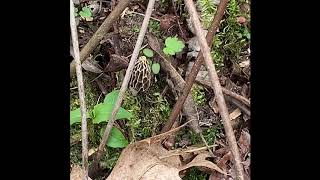 Celebrity South Michigan Morel Madness!! Net Worth