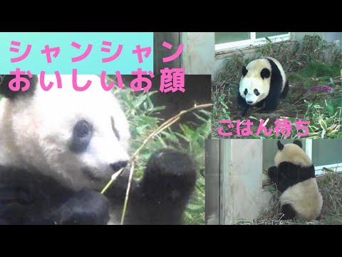 シャンシャン 一人暮らしの写真集 2018/12~2019/1/16