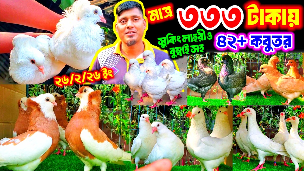 আজ অনেক কমদামে কবুতর | মাত্র ৩৩৩ টাকায় সুকিং বুম্বাই ও লাহরী সহ ৪২+ কবুতর | ডিম বাচ্চা সহ কবুতর কিনু