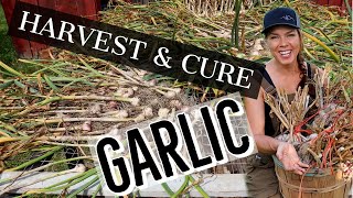 Harvesting, Curing And Storing Your Homegrown Garlic