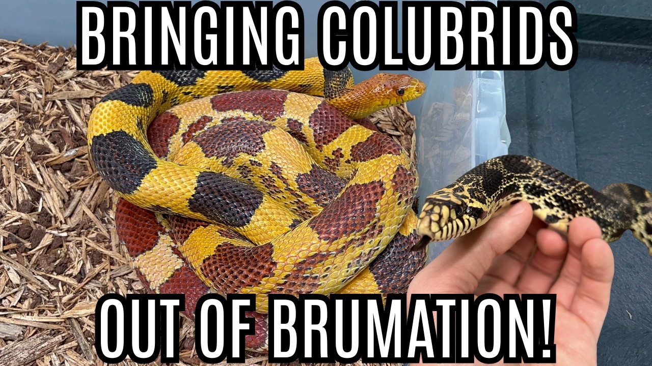 Bringing My Colubrids Out Of Brumation