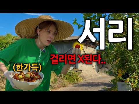 한국 사는 독일여자가 배고파서 몰래 옆집 서리하면 생기는 일ㅋㅋ 영상 썸네일