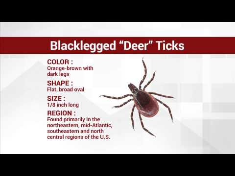 Do The Ticks In New York Carry Lime Disease