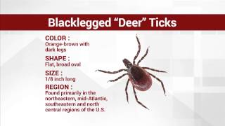 NY Sees Increase in Lyme Disease Carrying Ticks