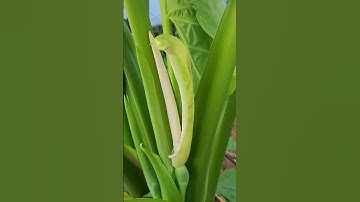 CỦ RÁY (BẠC HÀ NÚI) Ra hoa