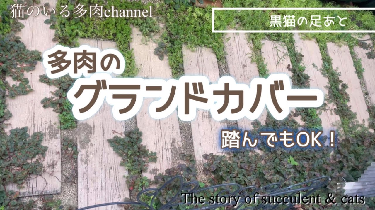 多肉のグランドカバー【多肉植物】Vol.199【セダム】2025年9月5日