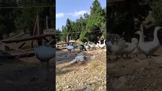 Abdullah Papur Gerek Kalmadı