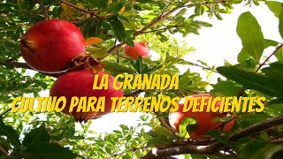 La Granada un cultivo para terrenos deficientes