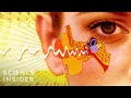 Understanding the Multifunctional Role of Ears