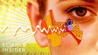 What's Inside A Human Ear?