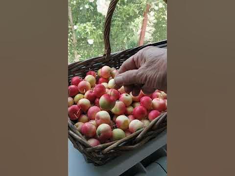 яблоки ранетки #минияблокиранетки - YouTube