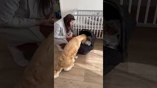 Golden Retriever Meets Newborn Baby Girl for the First Time