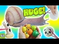Cutting Open Huge Squishy Snail Toy! Snail Slime! Homemade Squeeze Toy