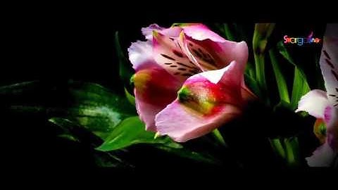 Fast Dynamic Slideshow Glitch Opener by - After Effects Project Files | VideoHive 13886541