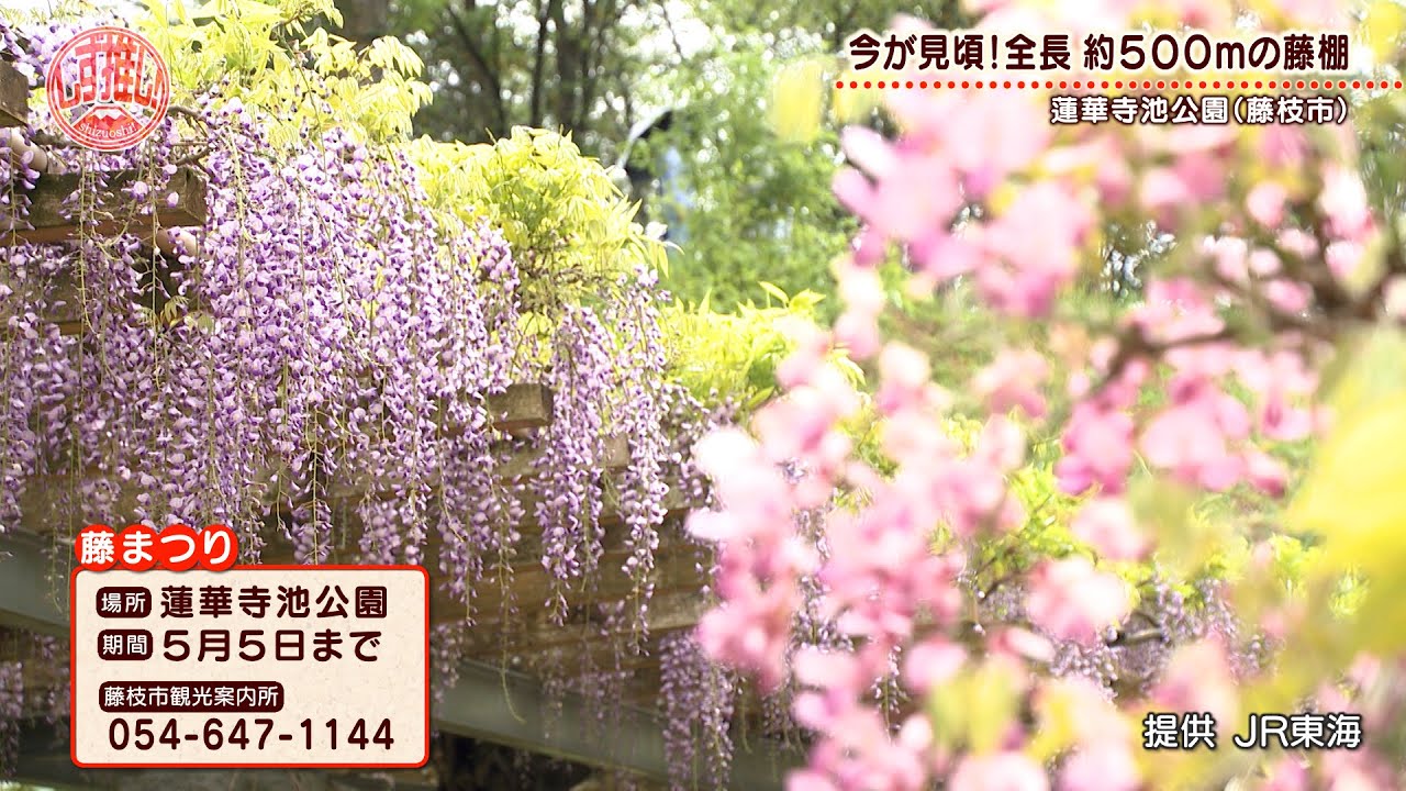 藤 棚 Takahiro | 天王川公園 もう藤が見頃になってて早いな〜 ここの藤棚の