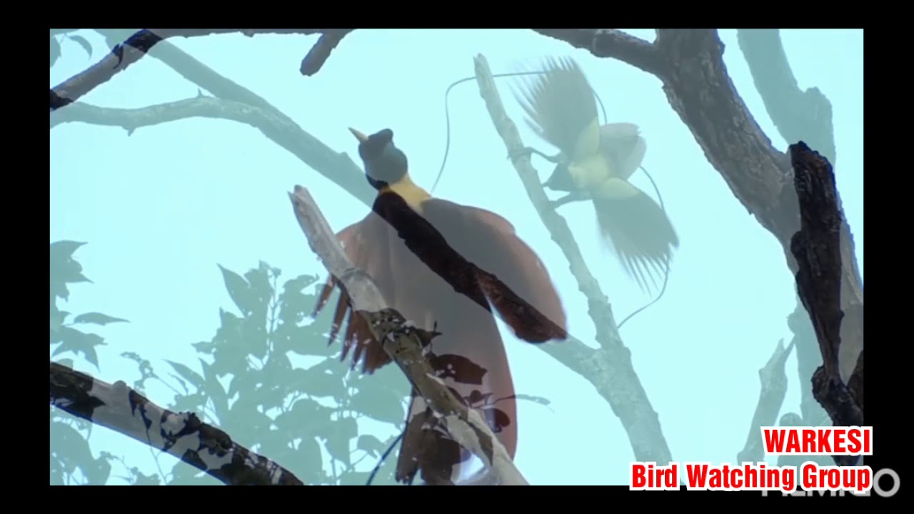 RAJA AMPAT ISLANDS - Explore Waigeo Jungle