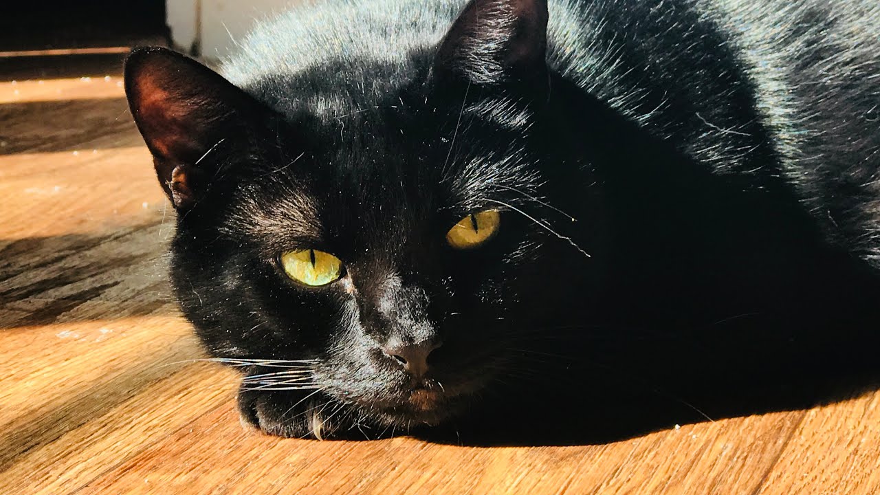 Witchy shopping Haul