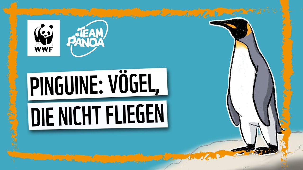 Pinguine: Vögel, die nicht fliegen 