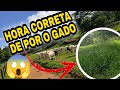 QUANDO SOLTAR O GADO NO PASTO VEDADO? MANEJO E DICAS DE PASTAGEM