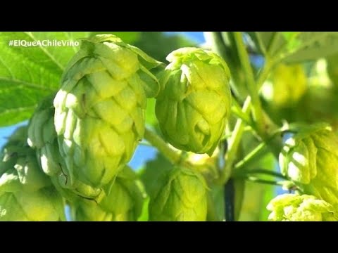 Video: Lúpulo Y Terruño: Por Qué El Mundo De La Cerveza Está Adoptando El Término Del Vino