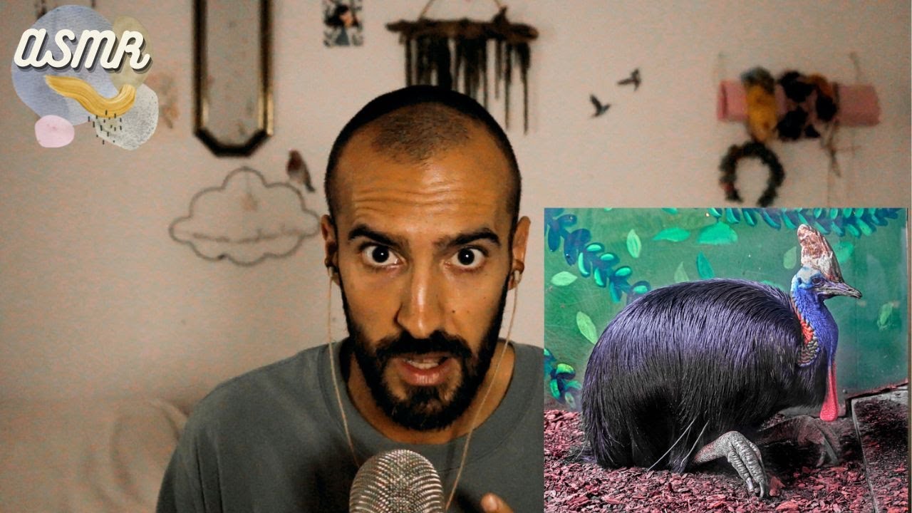 ¿Es lo mismo una OCA que un GANSO? SUSURROS para relajar y aprender│CURISIDADES II 🐔 ASMR