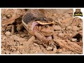 معارك الحرباء ضد الافاعي السامه مشاهد تحبس الأنفاس 
