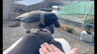 Spending Time With The Crows