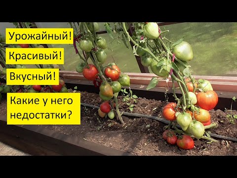 Самые лучшие томаты!