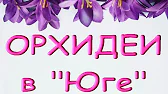 Орхидеи,узамба́рские фиалки,Самара🌺