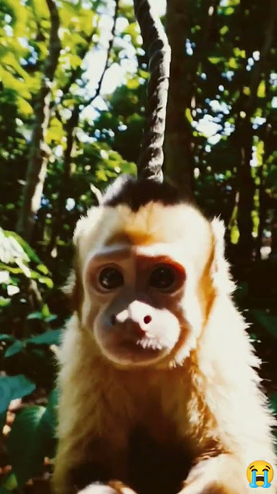 main monkey #funny