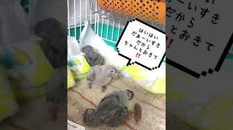 ウロコインコ里親募集 Youtube