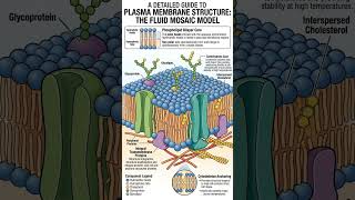 Cell Membrane Structure and Function (Fluid Mosaic Model)#ncert #neetbiologypreparation #neet #cell