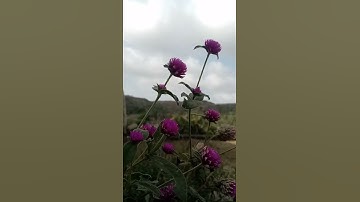 #القارئ #عبدالله_الموسى #القرآن_الكريم #راحة_نفسية