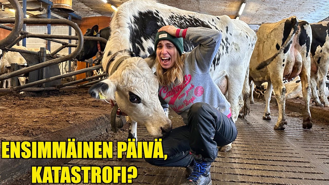 Ensimmäinen päivä omassa navetassa