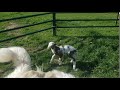 Baby Lamb!!