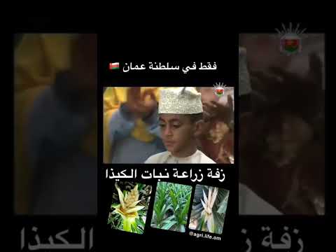 نبات الكيذا في سلطنة عمان