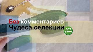 Чудо селекции вырощенный на местном огороде\Selection miracle grown up on a local kitchen garden