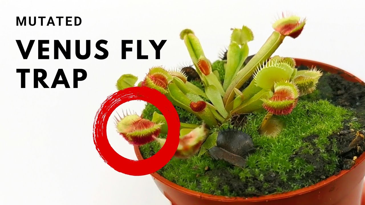 Mutated, mutation, venus fly trap, venusflytrap, carnivorous plant, Dionaea...