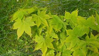 Acer sieboldianum javor Sieboldův