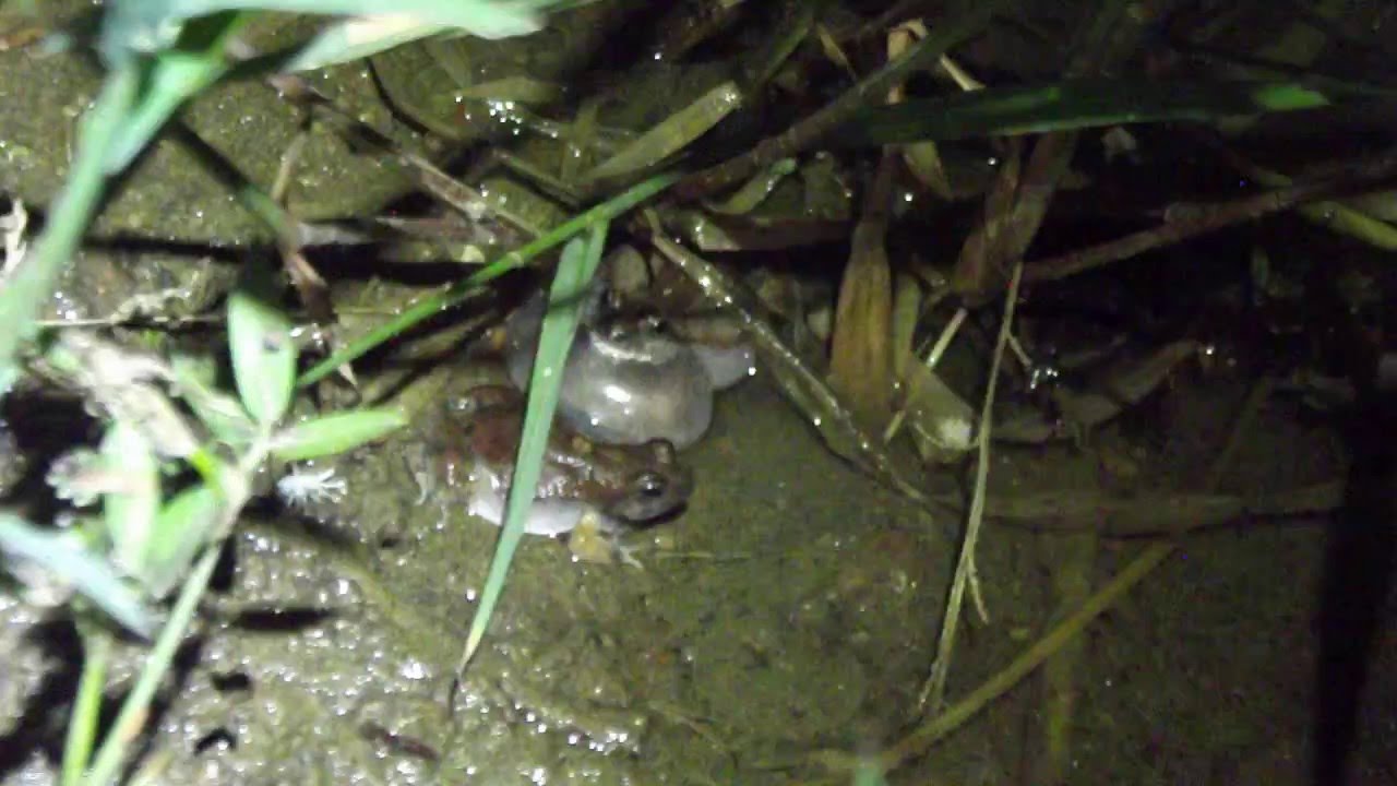 Physalaemus cicada vocalizando - YouTube