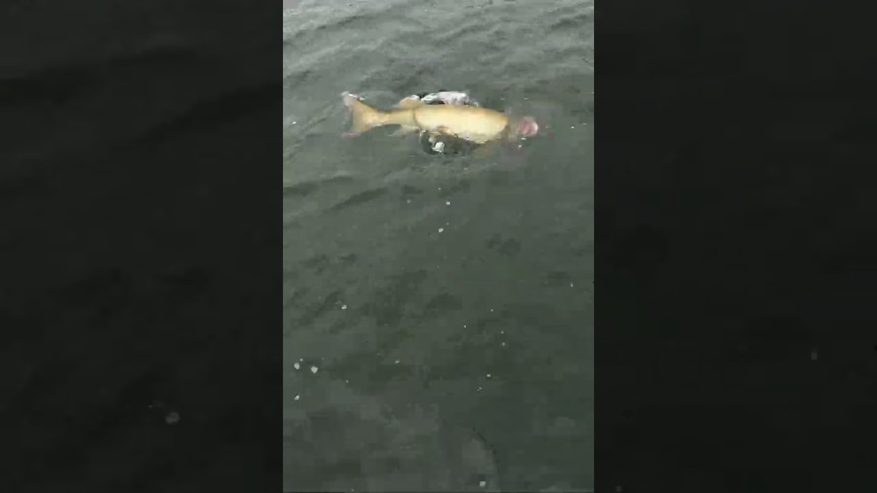BIG Musky Surprise After Hooking Into A Pike She Hit Next Muskyfishing Fishing