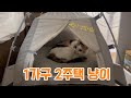 귀여운 미니텐트와 냥이 It&#39;s all my house!