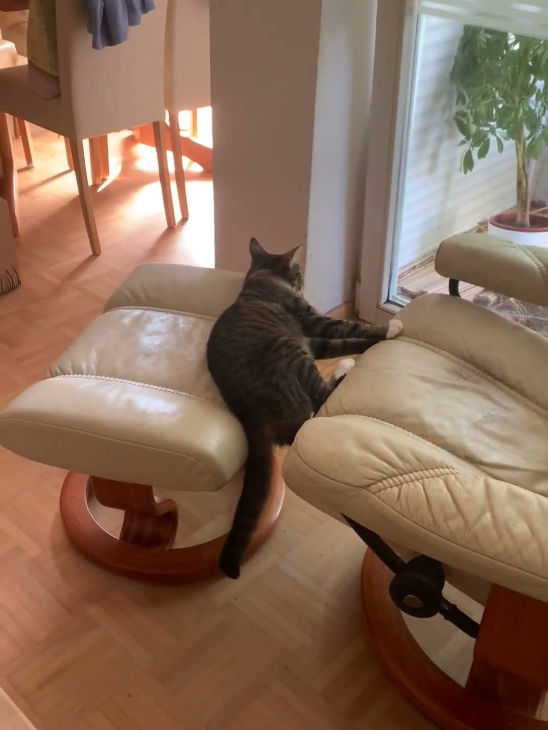 Cat Rests in Crack || ViralHog