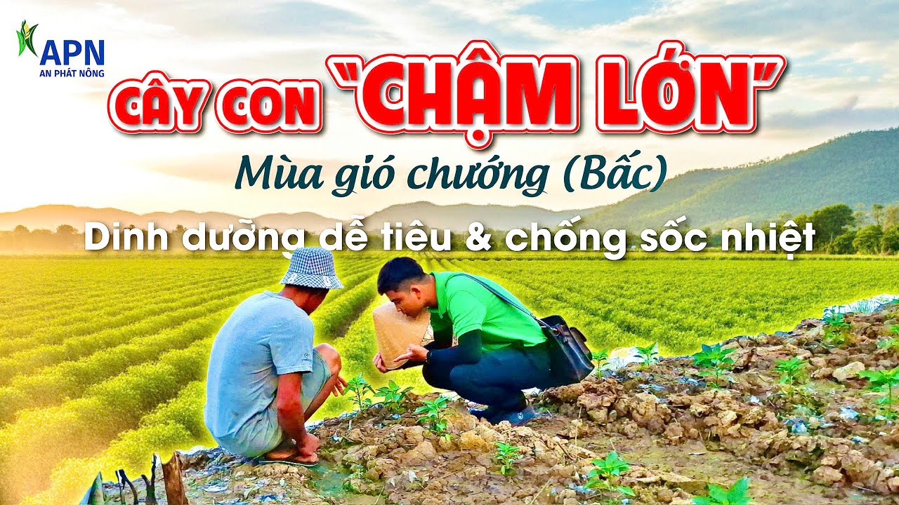 APN - CHĂM SÓC CÂY CON LỚN NHANH | KỸ THUẬT BÓN PHÂN VÀ PHUN DƯỠNG